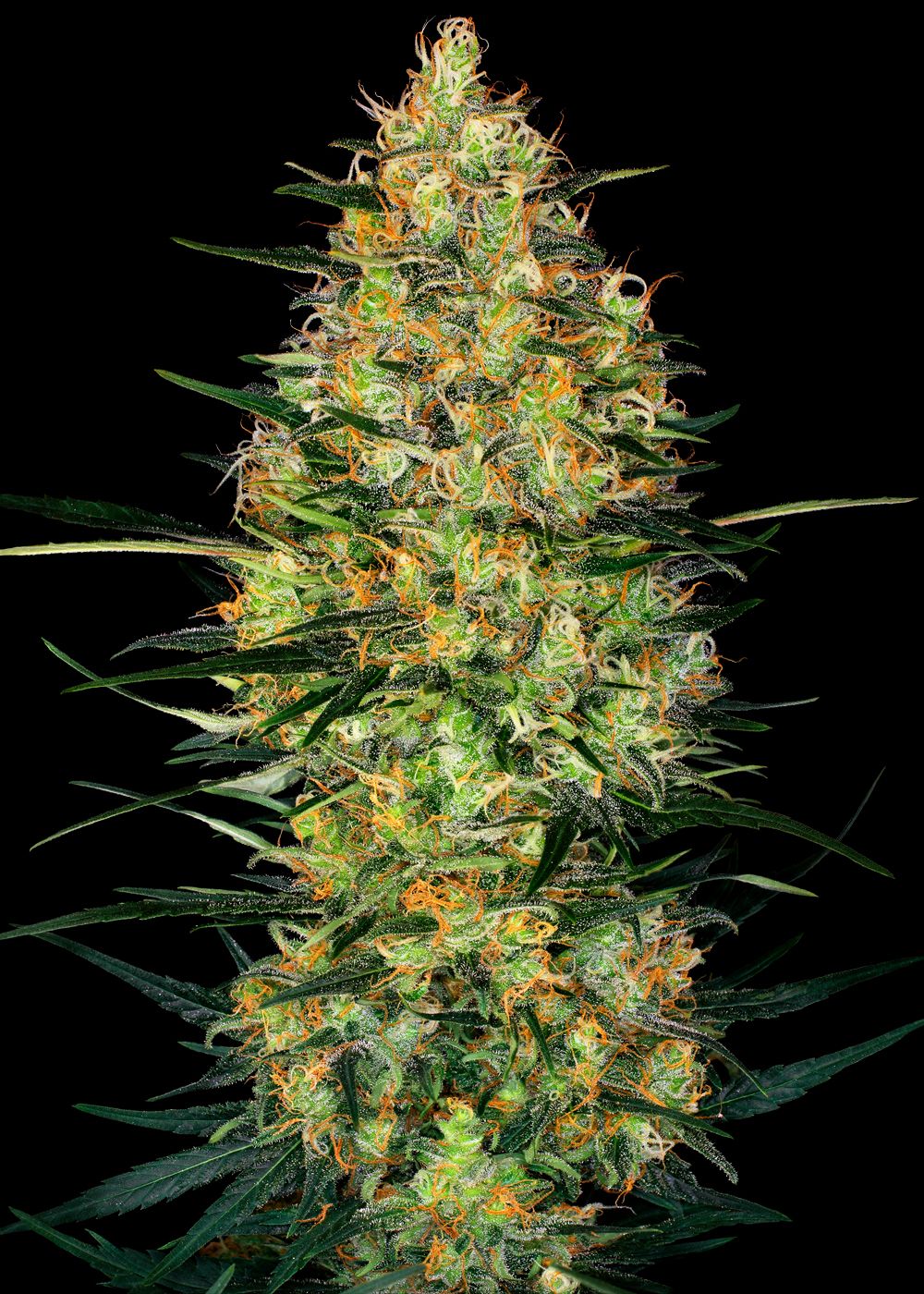 Caramellow Kush Strain Info / Caramellow Kush Weed By Sensi Seeds