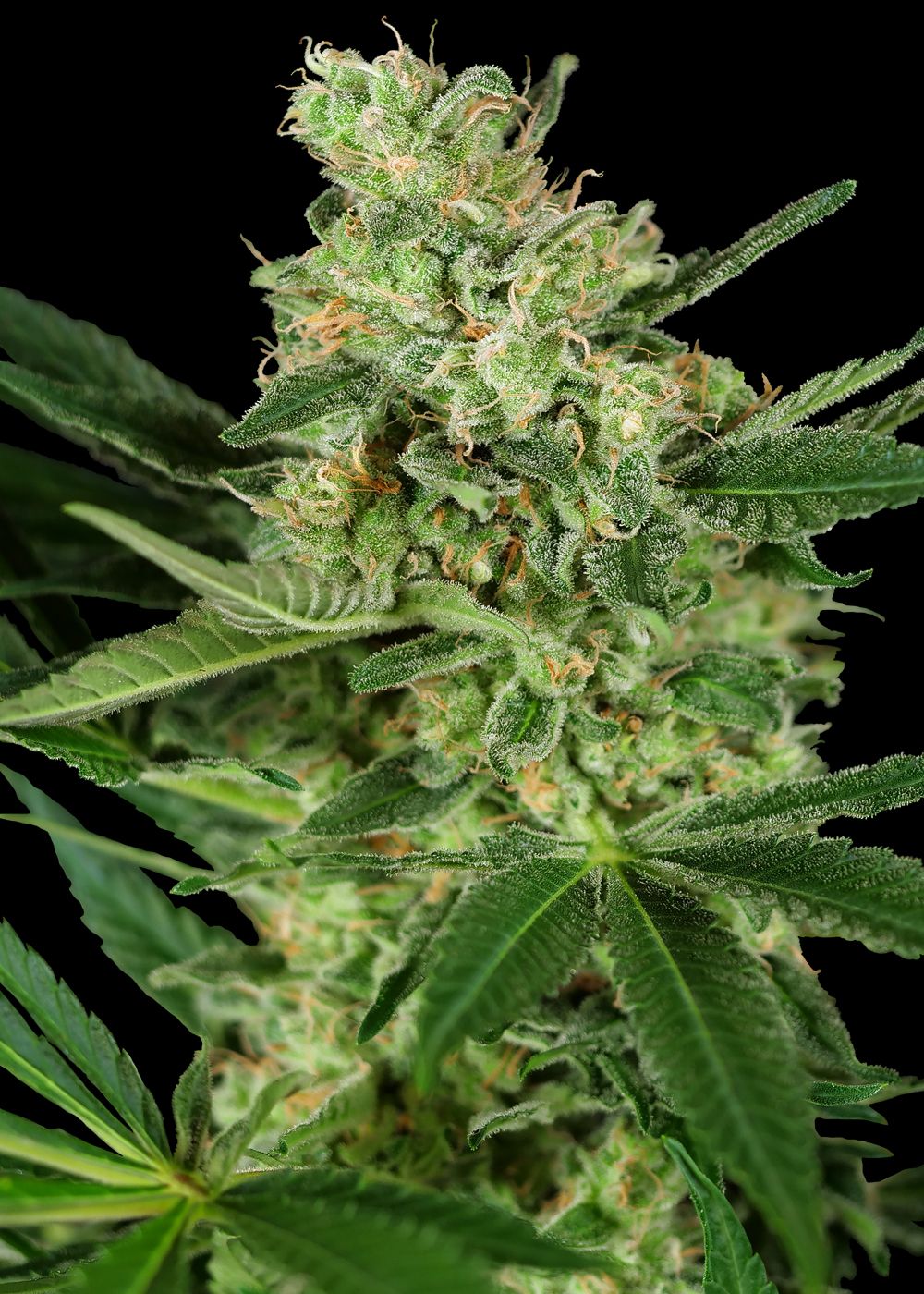 Pumpkin Spice Strain Info / Pumpkin Spice Weed By Sensi Seeds GrowDiaries