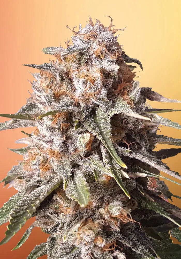 Baked Bomb Auto