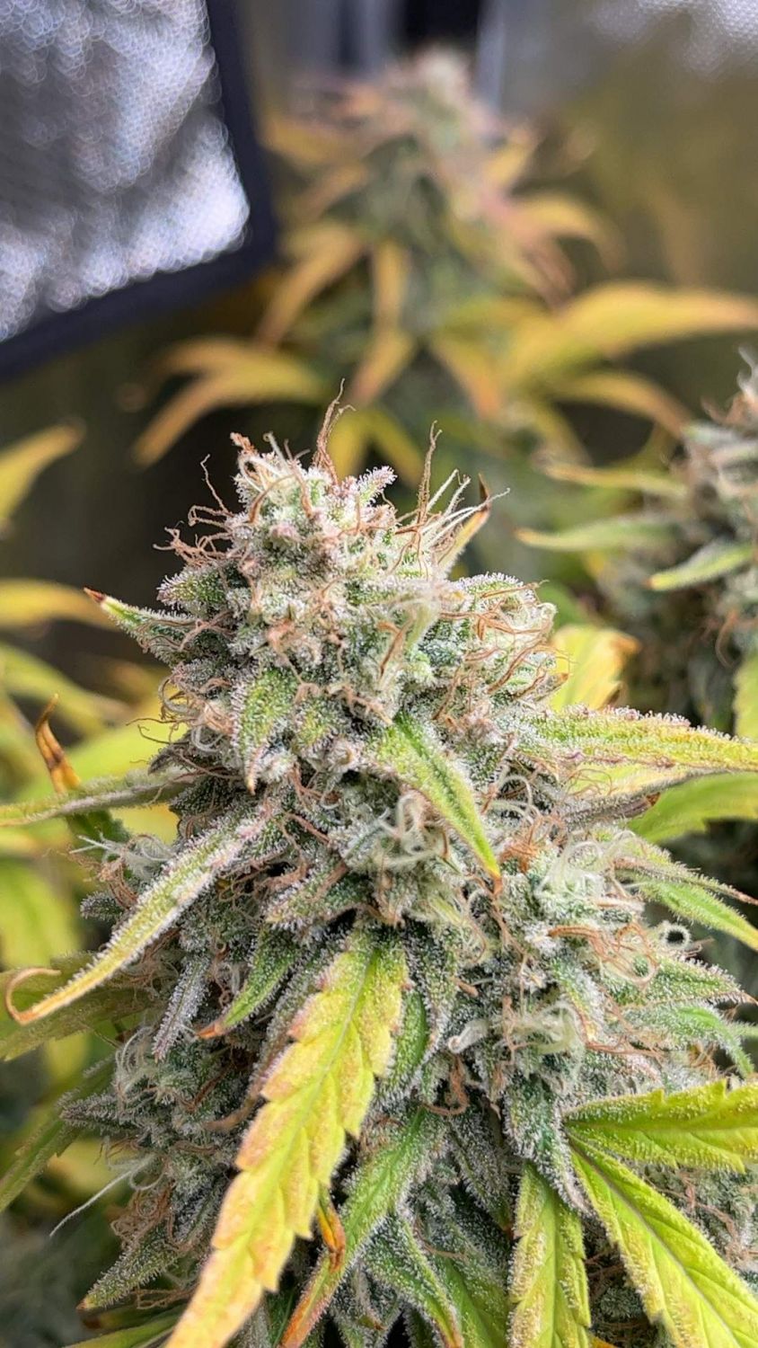 The Mandela Effect Auto Strain Info / The Mandela Effect Auto Weed By Night Owl Seeds GrowDiaries