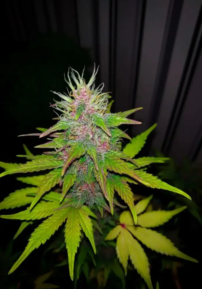 Auto Gunmango