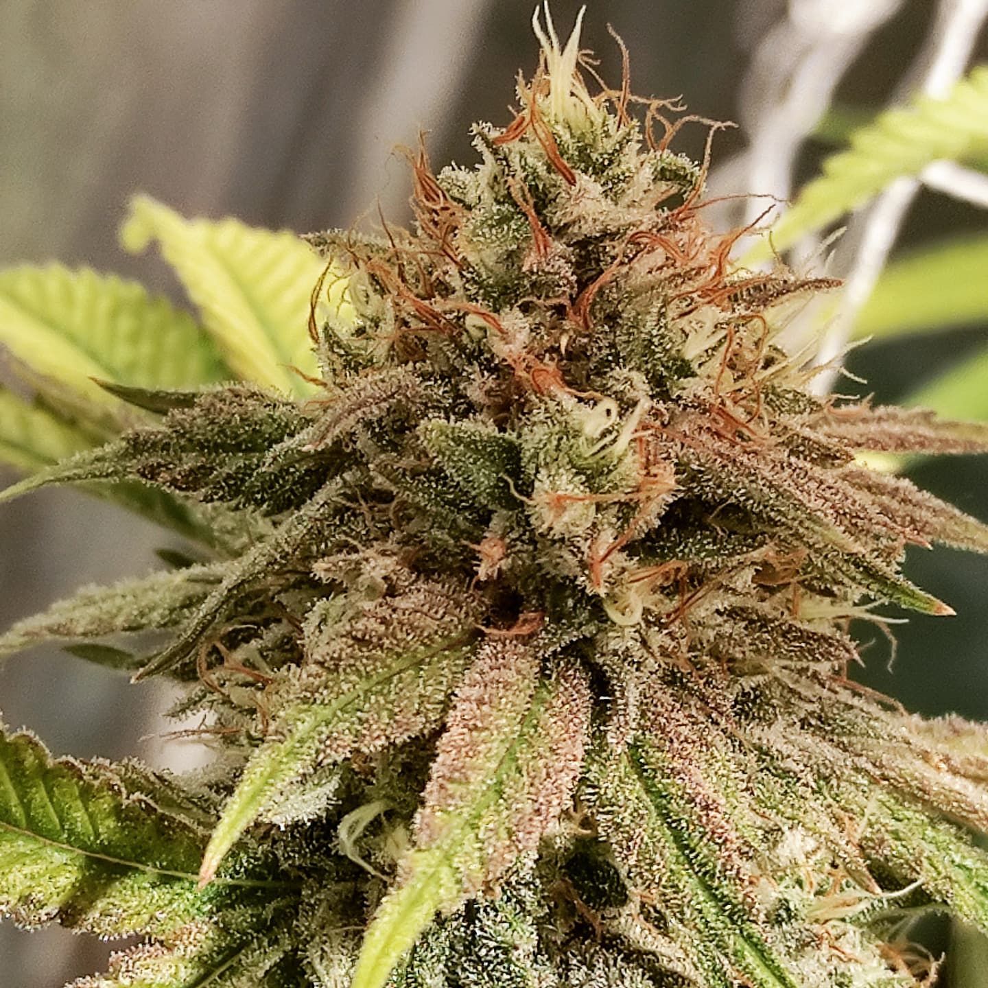 AJ Sour Diesel X Key Lime Pie Strain Info / AJ Sour Diesel X Key Lime Pie Weed By Purple City