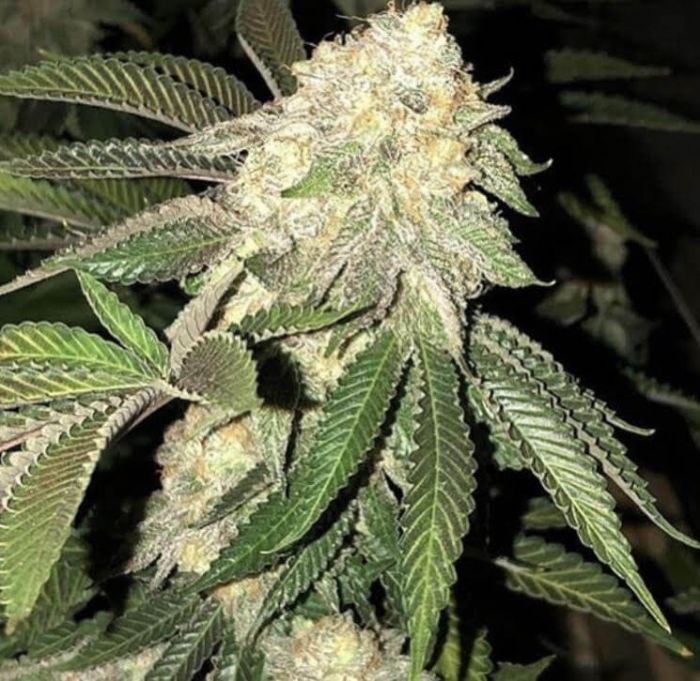 Z3 X Watermelon Zkittlez Seeds by Purple City Genetics -