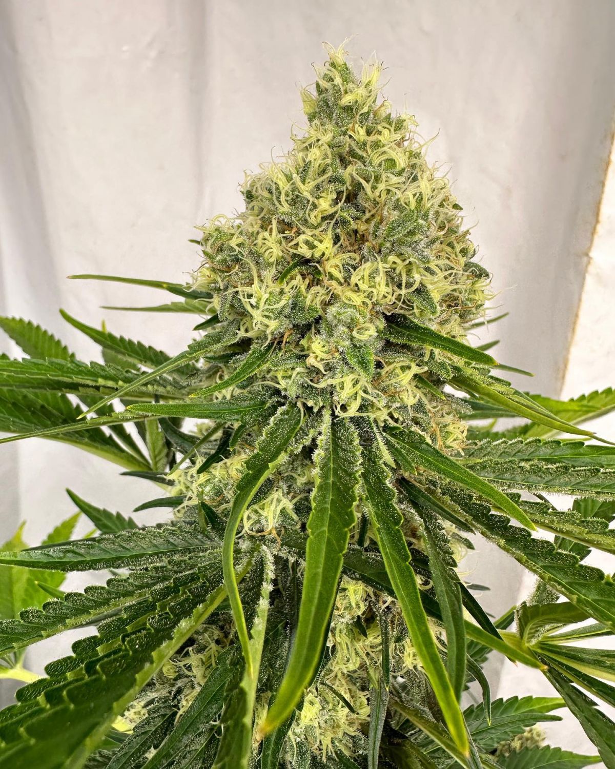 Big Mountain Fudge Cake Strain Info / Big Mountain Fudge Cake Weed By