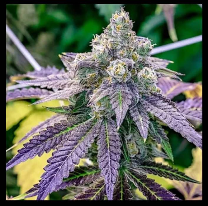 Grape Ape Autoflowering Strain Info / Grape Ape Autoflowering Weed By