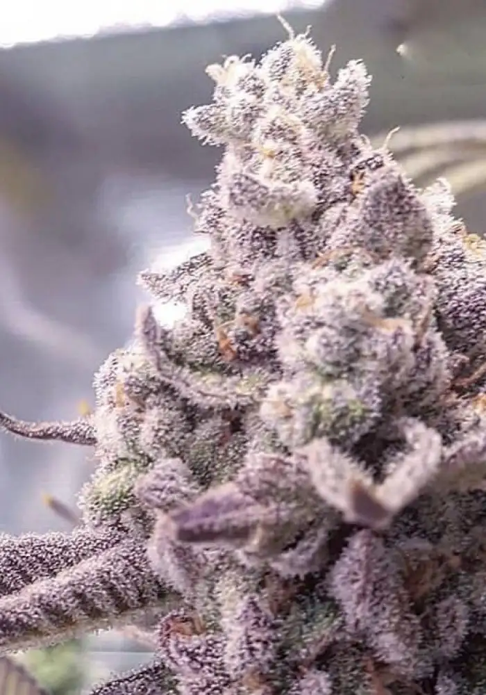 Wedding Pie