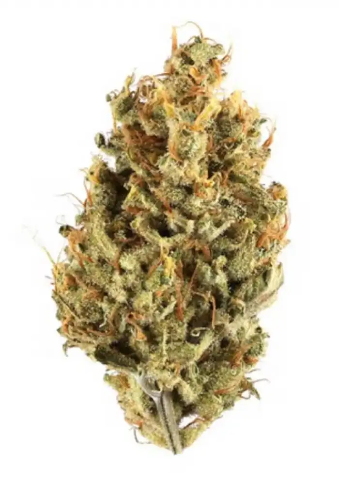 Jungle Cake
