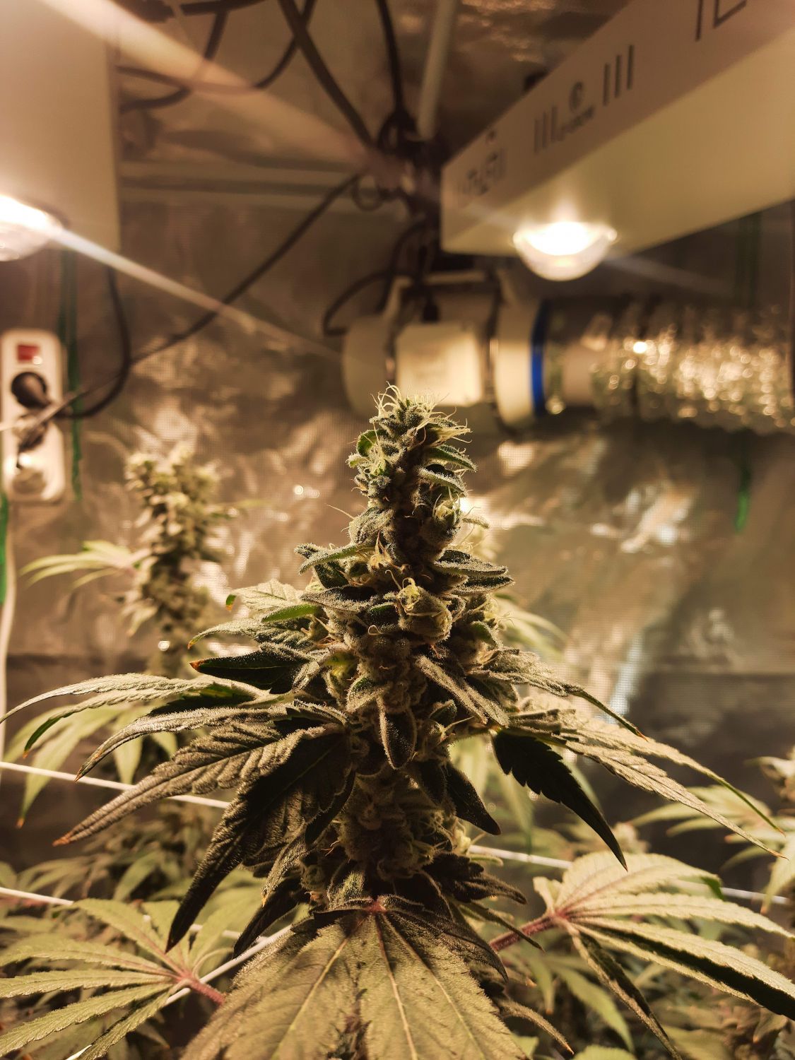 Coffee Creamer Strain Info / Coffee Creamer Weed By Seed Junky