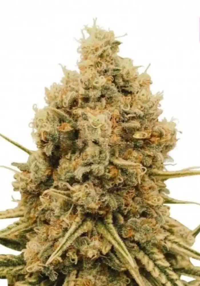 G Glue