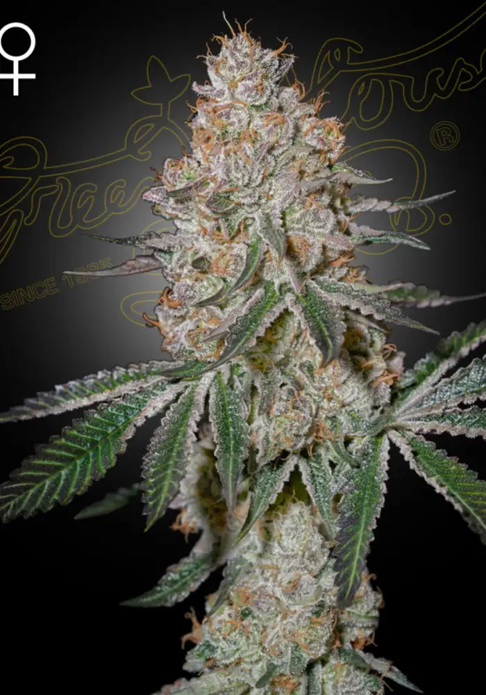 HighCloudZ