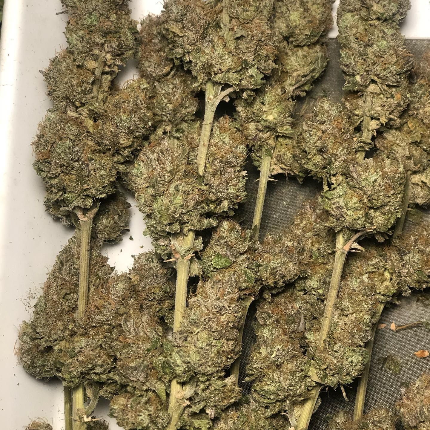 Cherry Runtz Strain Info / Cherry Runtz Weed By Elev8 Seeds GrowDiaries