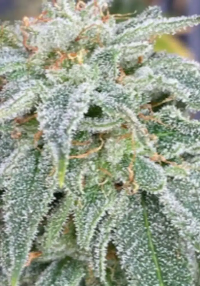 Strawberry Guava Auto