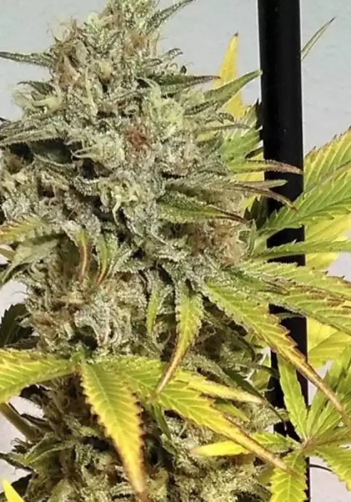 Auto Critical GB XXL