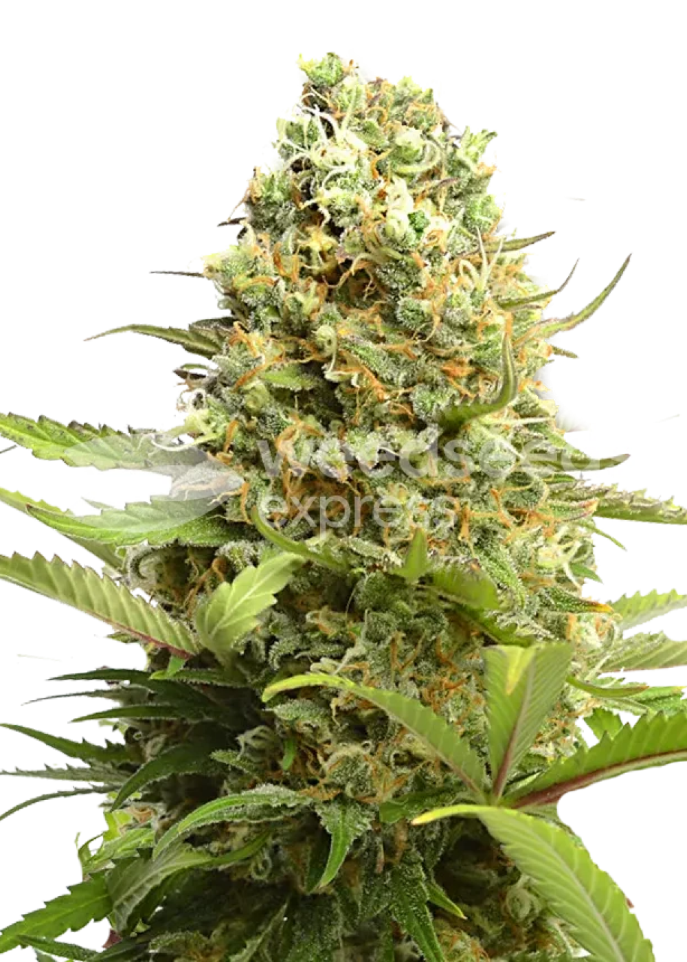 Banana Kush autoflower seeds Strain Info / Banana Kush autoflower seeds