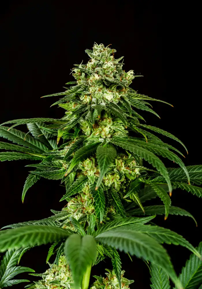 Hellfire OG