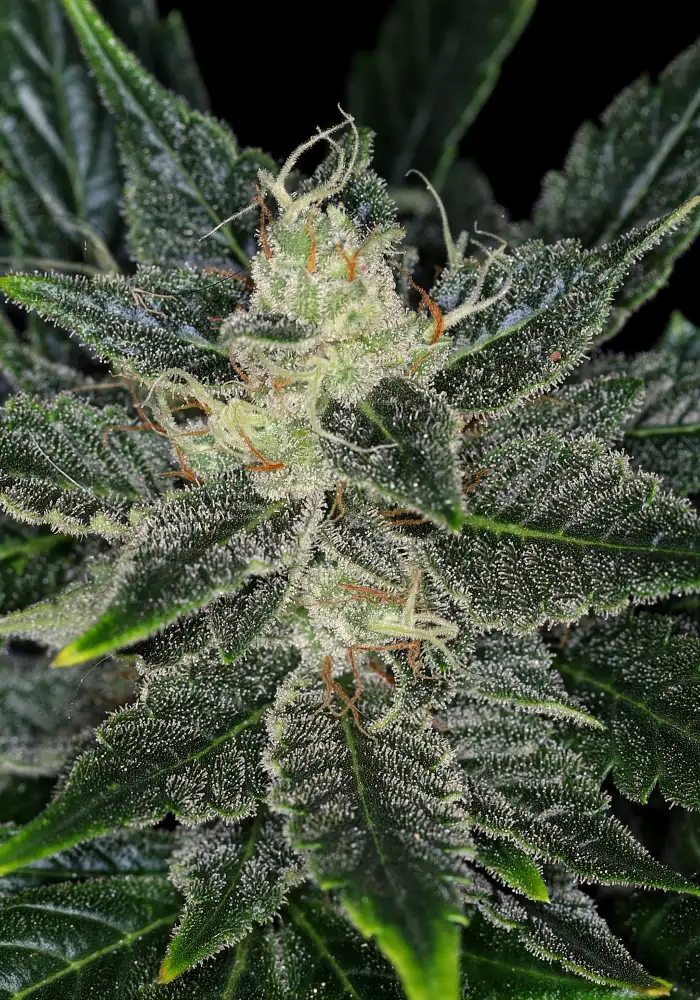 Gorilla King Auto