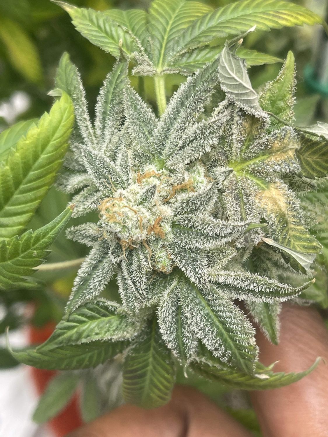 Over Soul Strain Info / Over Soul Weed By Gage Green GrowDiaries