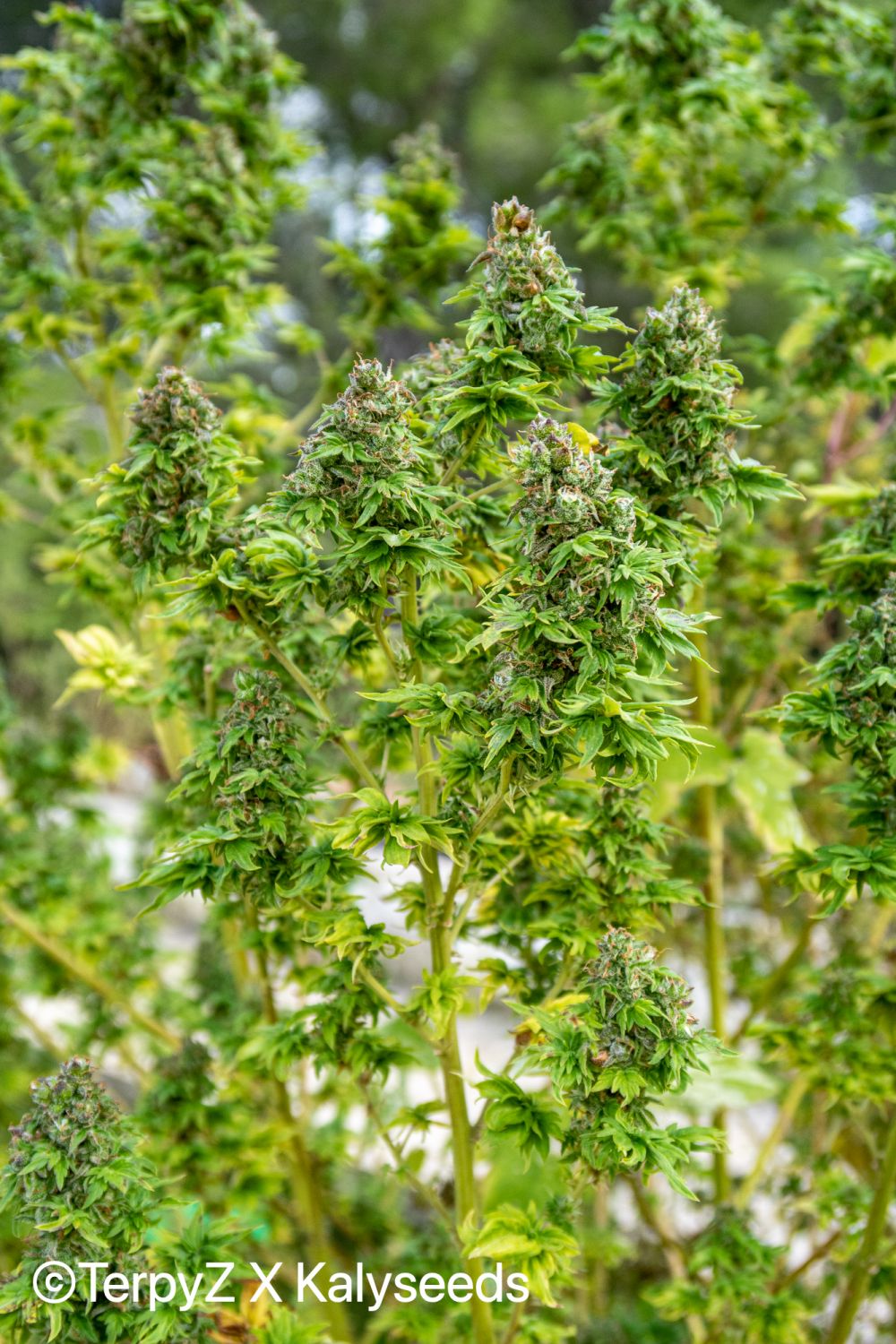 ABC Special / TerpyZ Mutant Genetics: growers - GrowDiar...