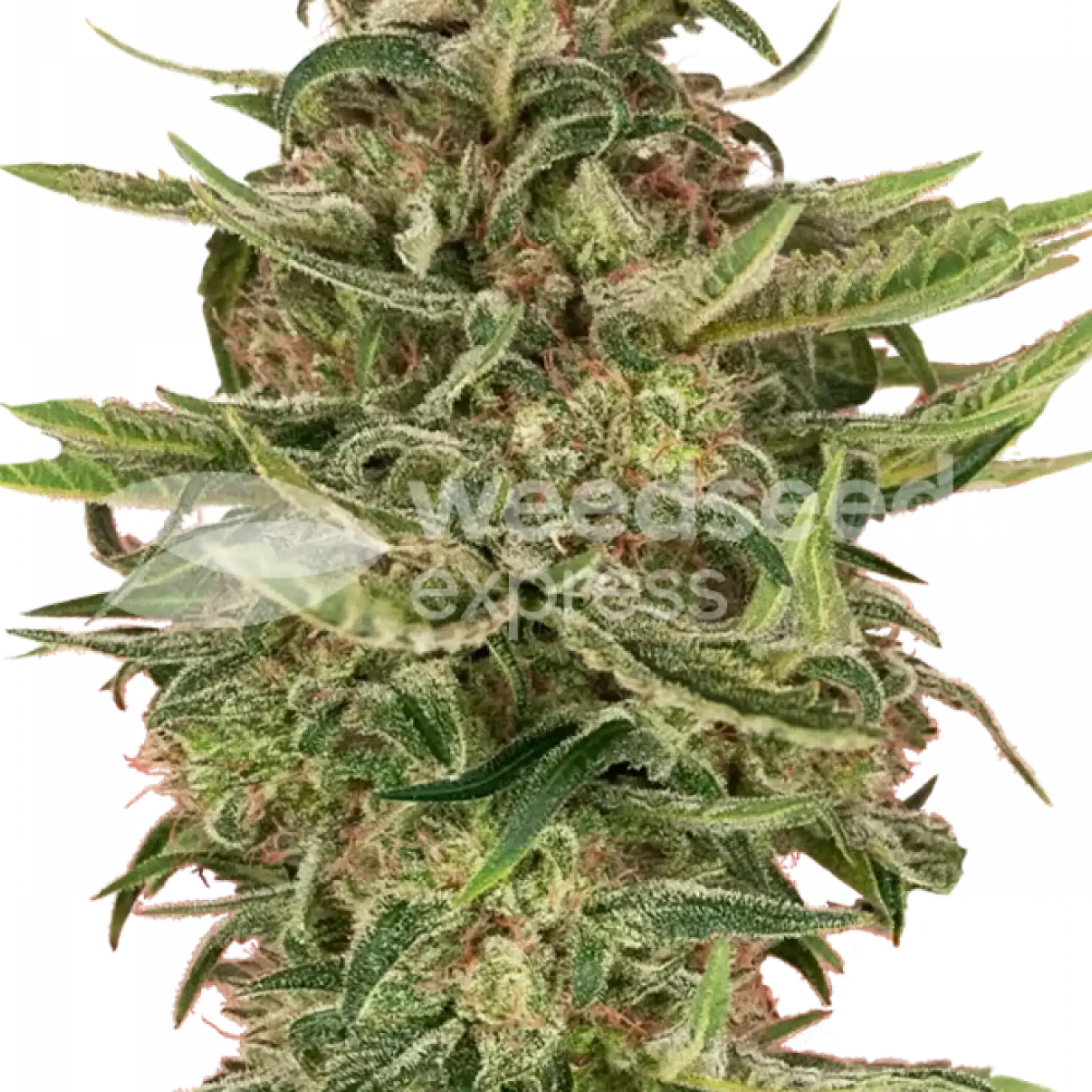 g13-feminized-seeds.webp