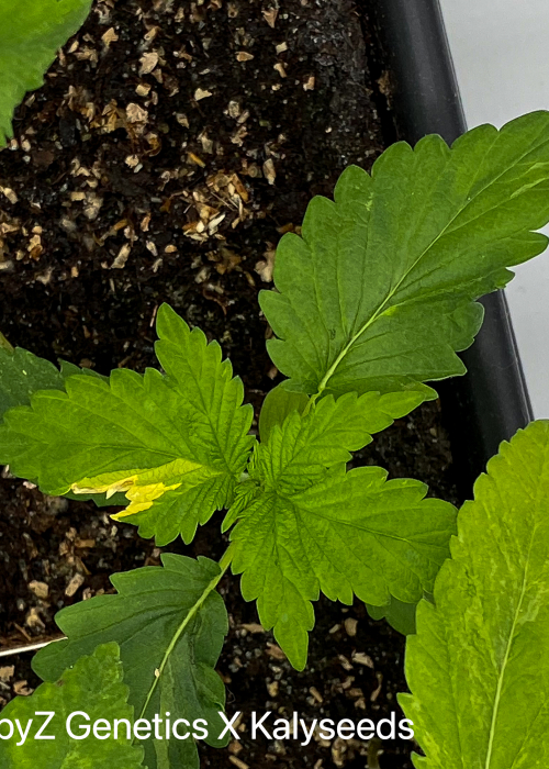 EdFoot Monster Bud Strain Info / EdFoot Monster Bud Weed By TerpyZ X Kalyseeds GrowDiaries
