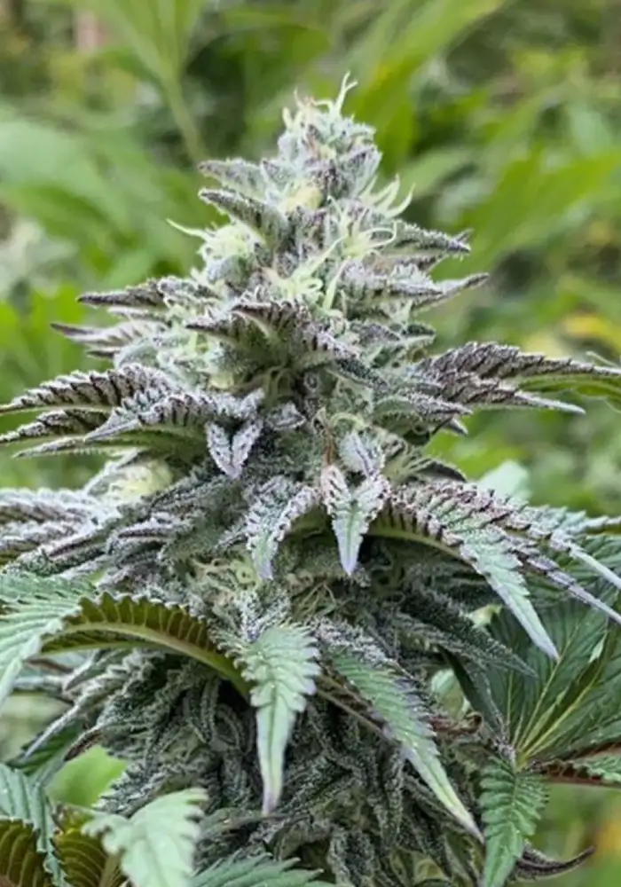 Zkittlez Auto