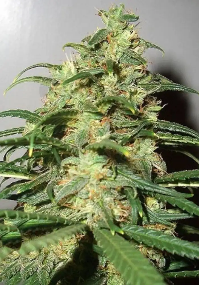 Auto Skunk XXL