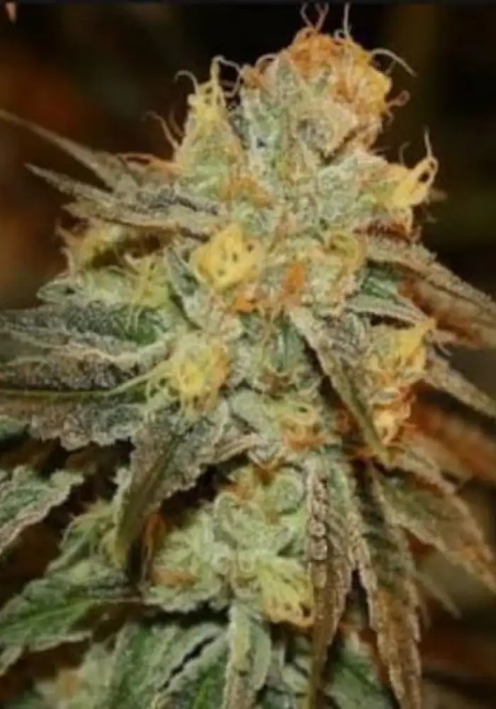 Bruce Banner