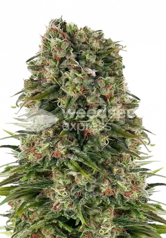 Hindu Kush feminized seeds