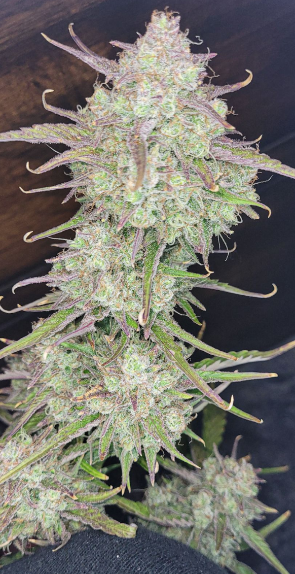 Apricot Auto Strain Info / Apricot Auto Weed By Fast Buds GrowDiaries