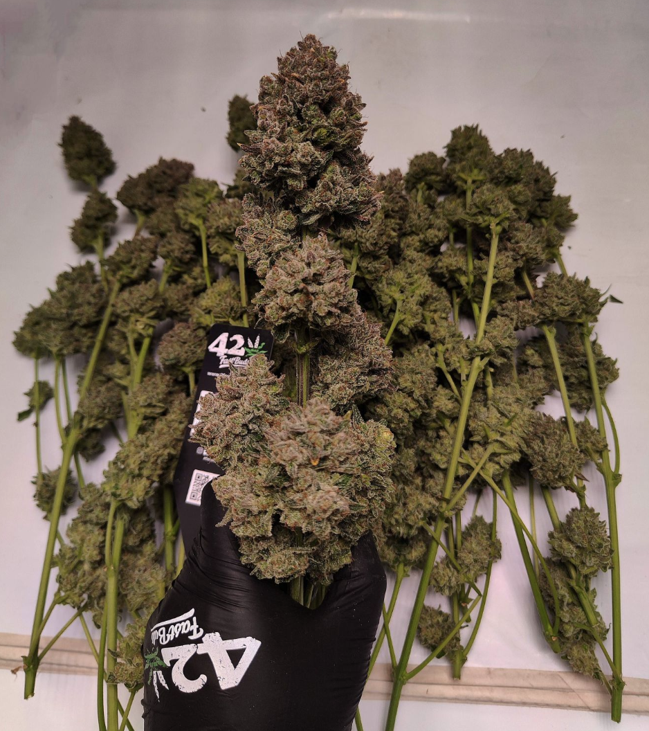 Apricot Auto Strain Info / Apricot Auto Weed By Fast Buds GrowDiaries