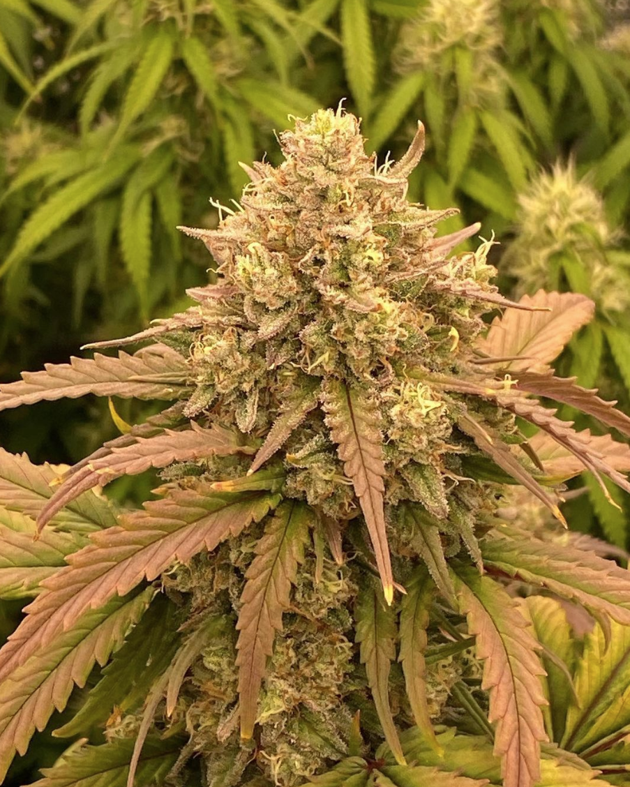Apricot Auto Strain Info / Apricot Auto Weed By Fast Buds GrowDiaries