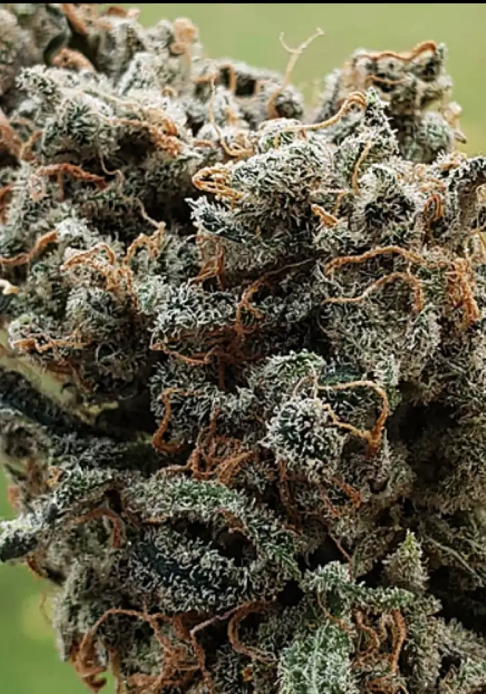 Devil XXL Autoflowering Seeds by Dr. Seeds - GrowDiaries