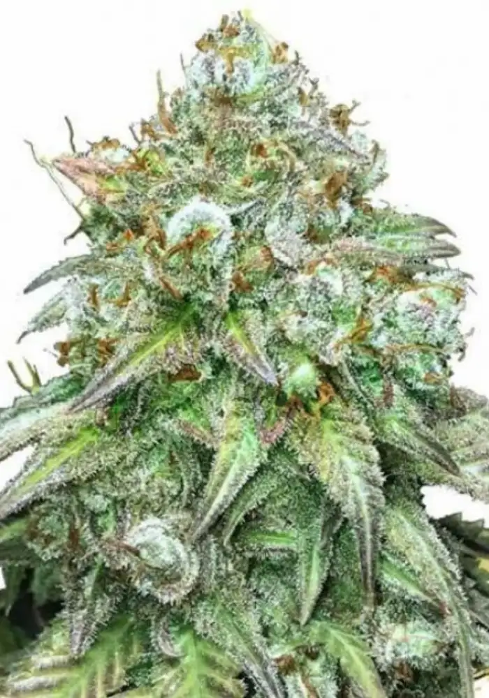 Godfather OG