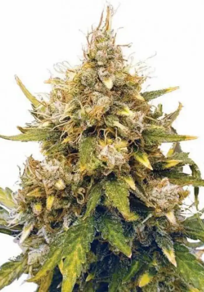 Acapulco Gold Autoflower