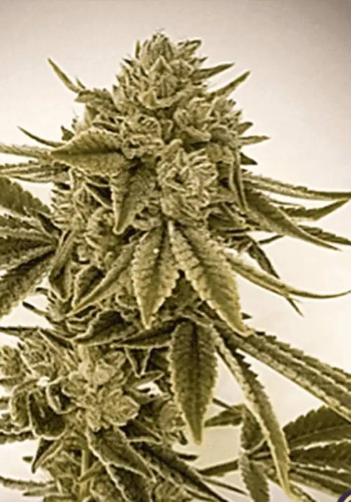 Gorilla Glue #4 S1