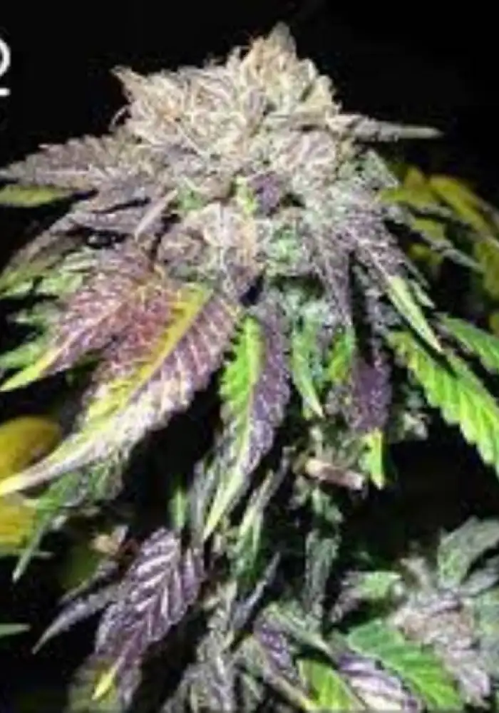 Purple Bubba Kush