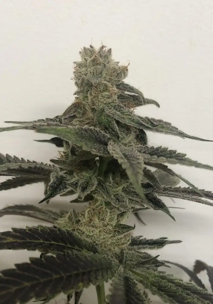 Forbidden Zkittlez x Purple Punch