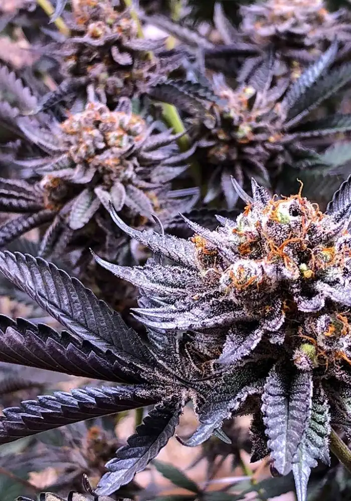 Bahama Mama