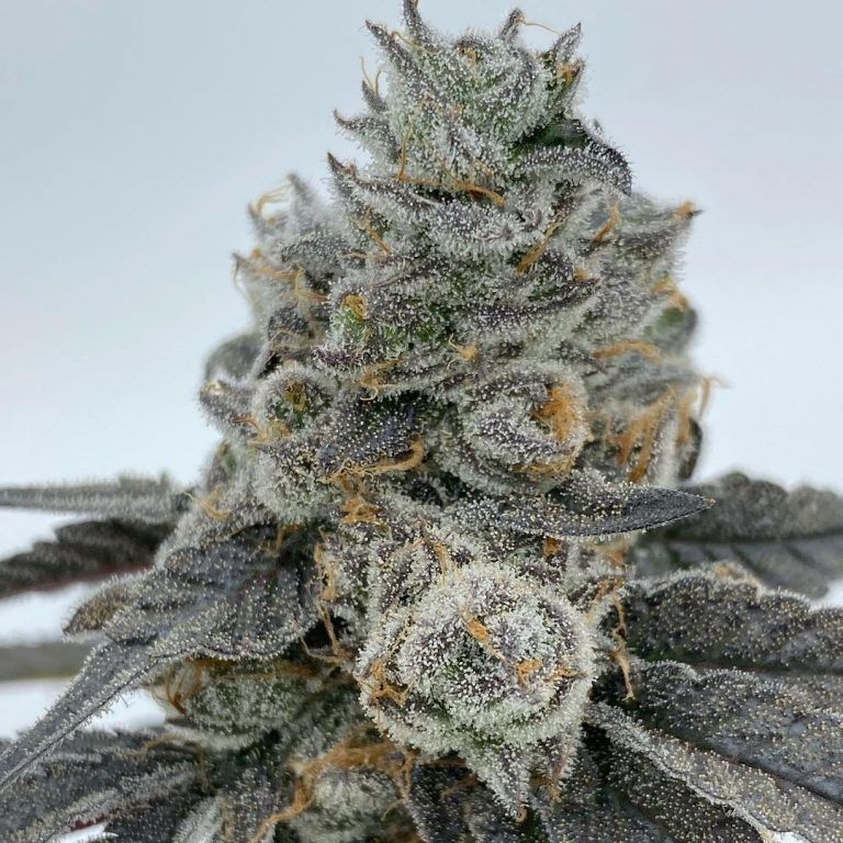 Pancake Breath Strain Info / Pancake Breath Weed By In House