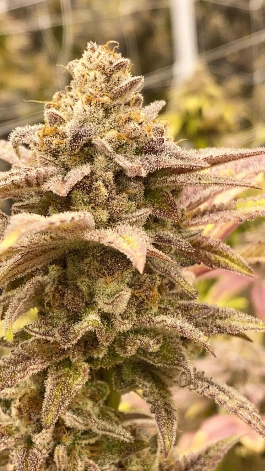 Dirty Kush Breath Strain Info / Dirty Kush Breath Weed By In House GrowDiaries