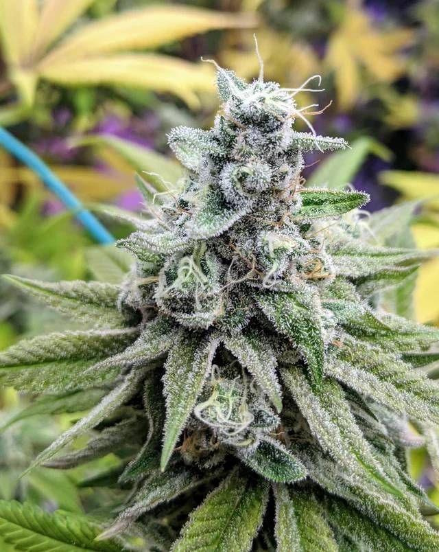 Dual OG Strain Info / Dual OG Weed By In House Genetics - GrowDiaries