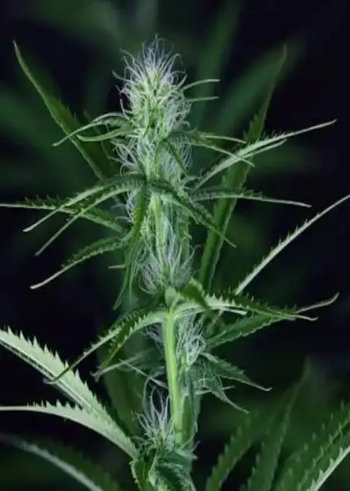 Cheese CBD