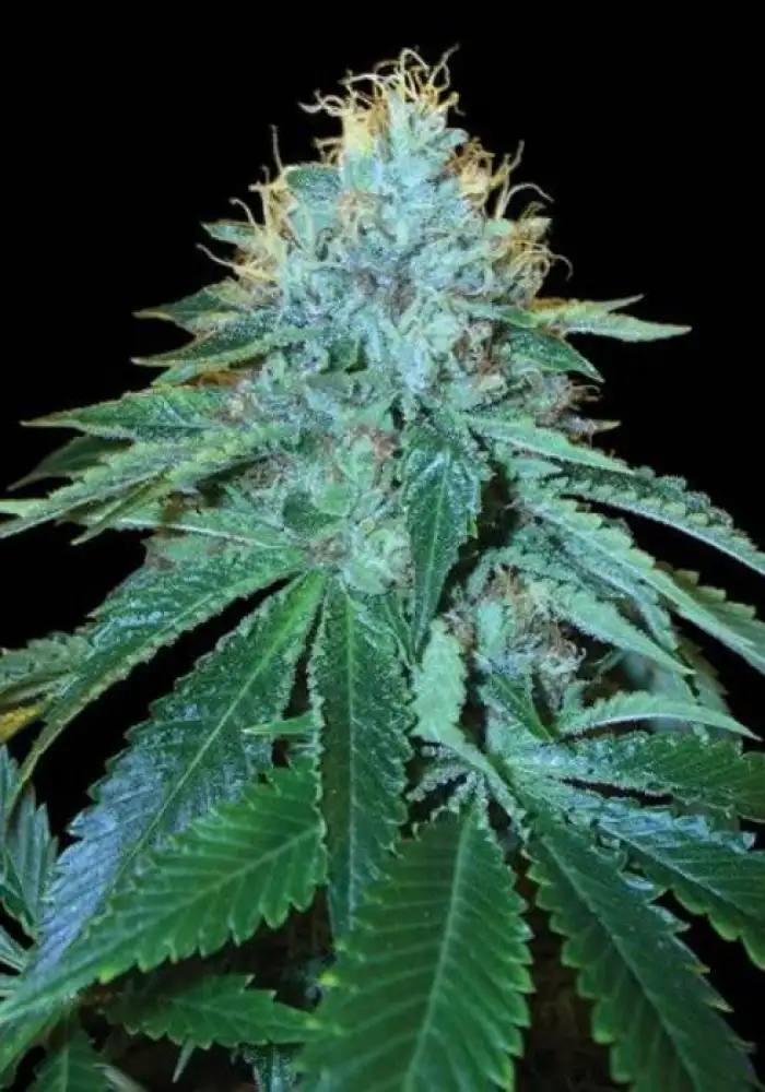 OG Kush #18