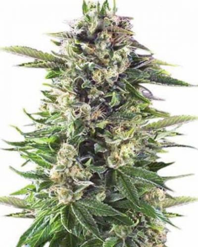 Island Sweet Skunk Strain Info / Island Sweet Skunk Weed By Growers