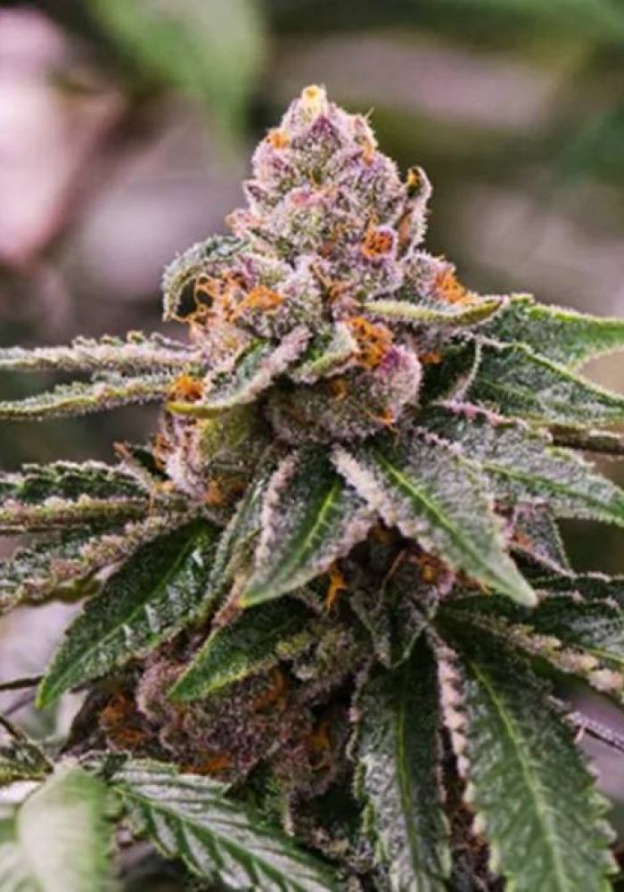 Ice Cream Cake Strain Info / Ice Cream Cake Weed By Marijuana Clones Online  - GrowDiaries