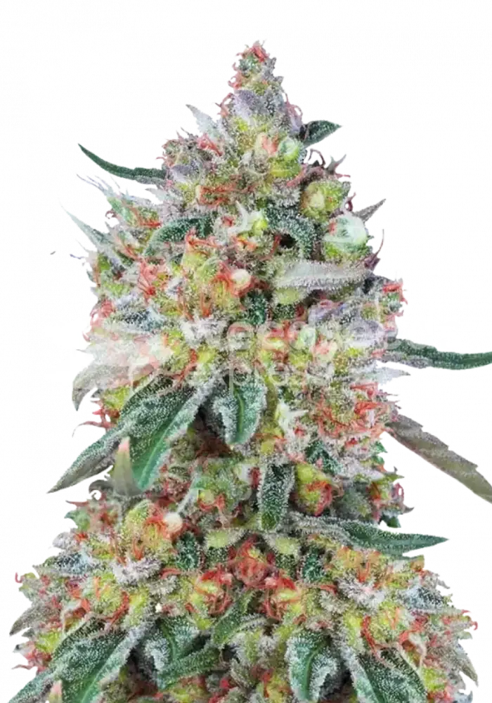 Hellfire OG autoflower seeds