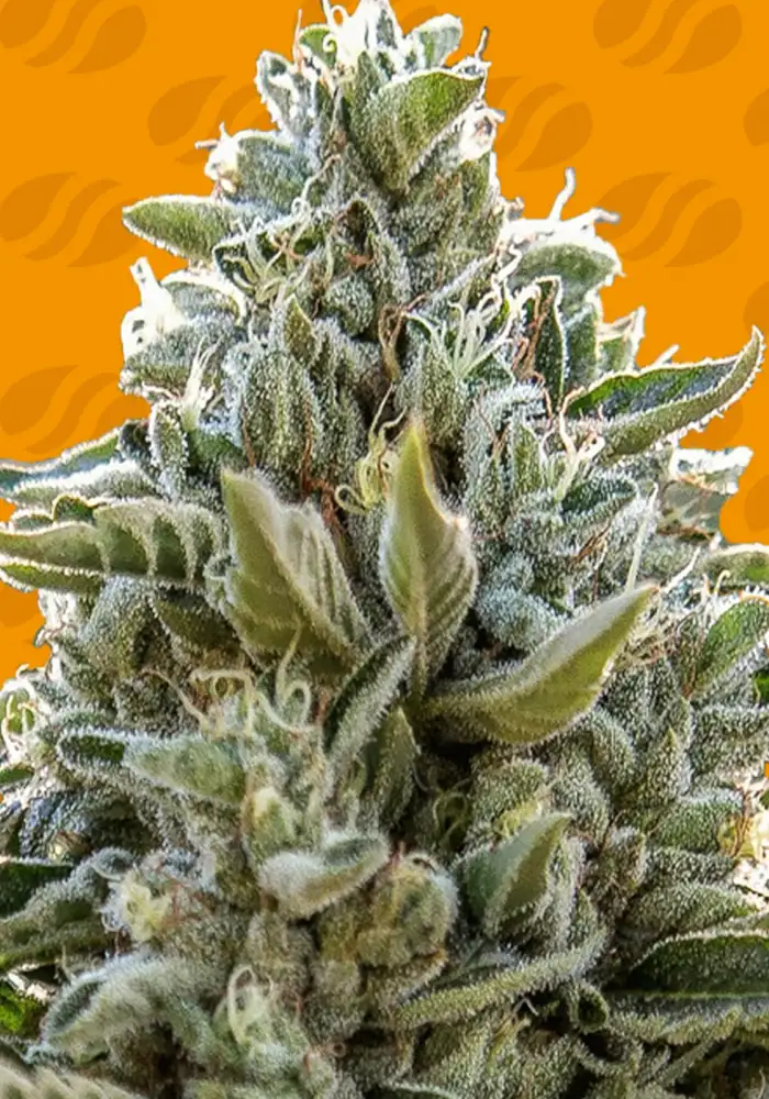 Frosted Guava