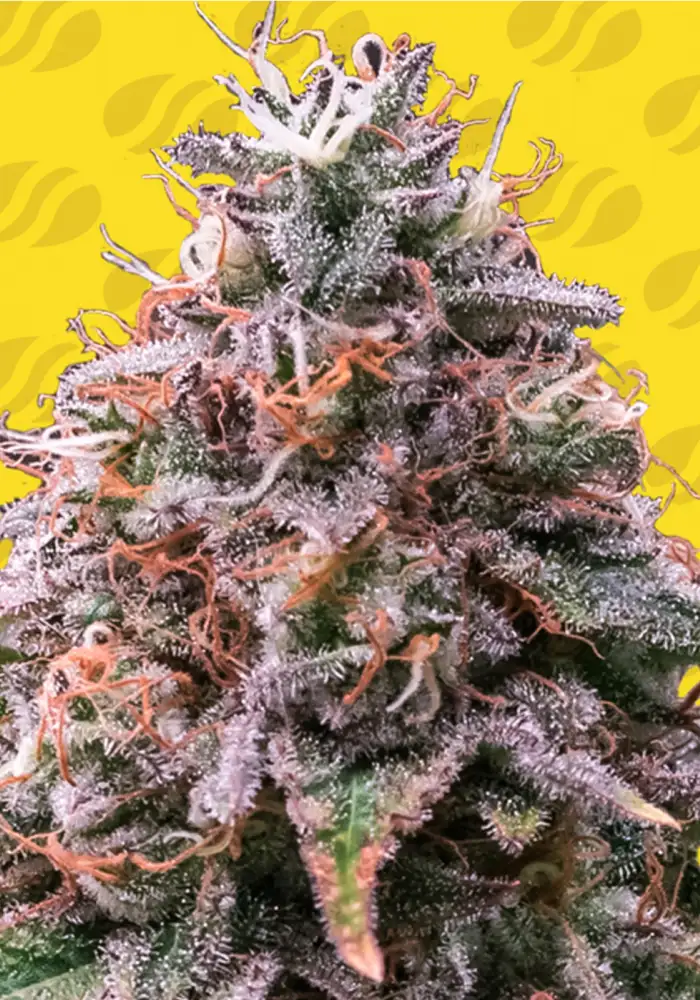 Strawberry Pie Auto