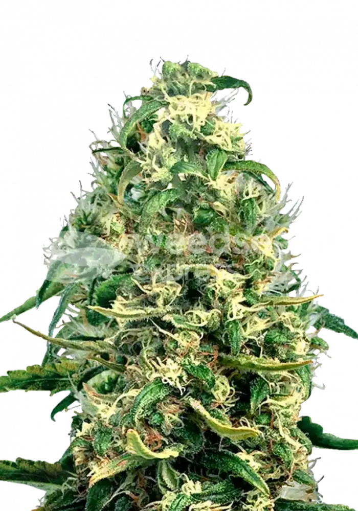 Super Silver Haze autoflower seeds