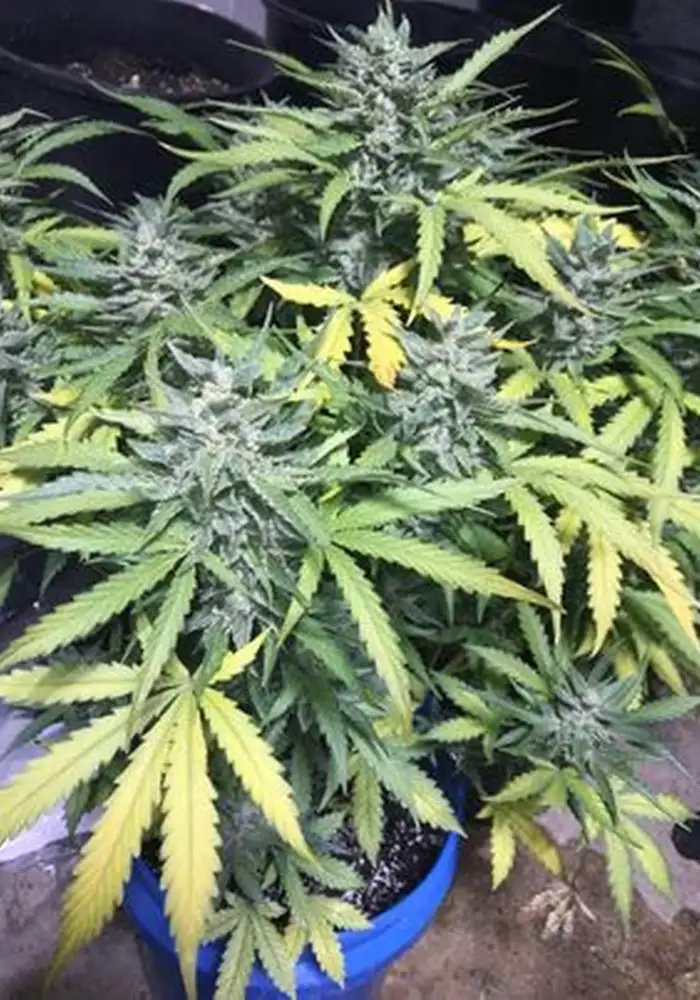 Blood Temple Kush